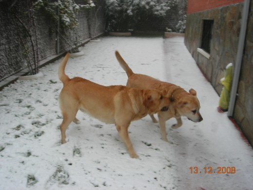 Leo y Scotty en la nieve